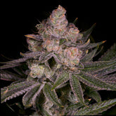 🎁 Crescendo Seeds (100% off)